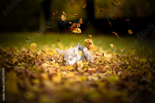 Saarloos wolf dog autumn color leafs