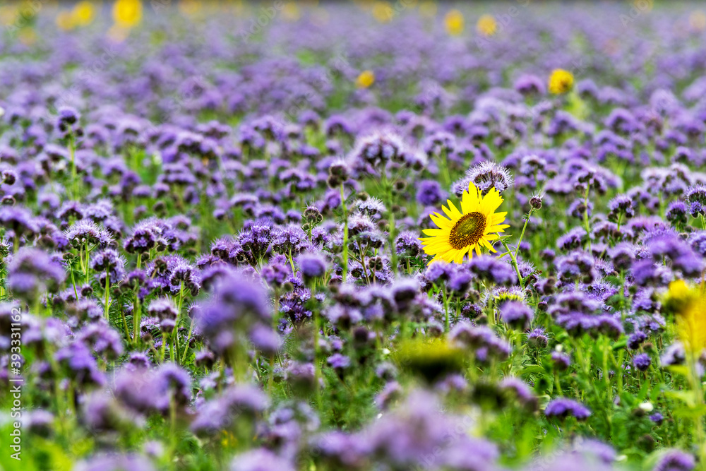Eine blühende Sonnenblume ragt aus einem blau-violetten Feld bepflanzt mit Phacelia