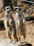 Two Cute Meerkats