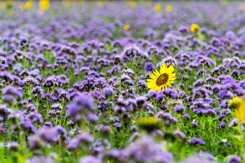 Eine blühende Sonnenblume ragt aus einem blau-violetten Feld bepflanzt mit Phacelia