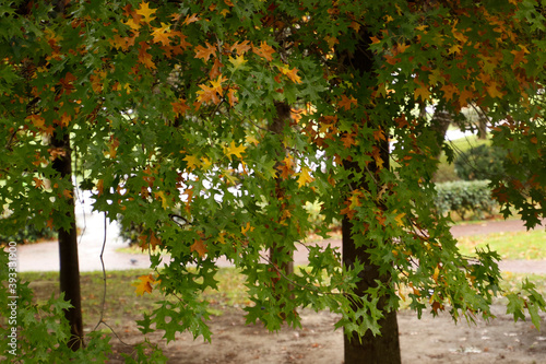 Autumn colors in an urban park