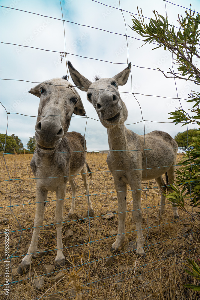 Obraz premium Burro feliz 