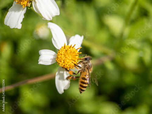 Close-up of honey bee pollinating on flower © Sai