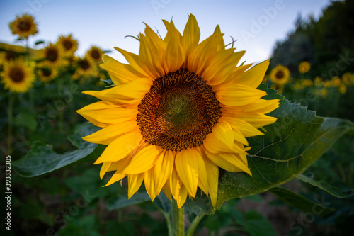 Flowering yellow sunflower field over cloudy blue sky and bright sun lights with one sunflower from close