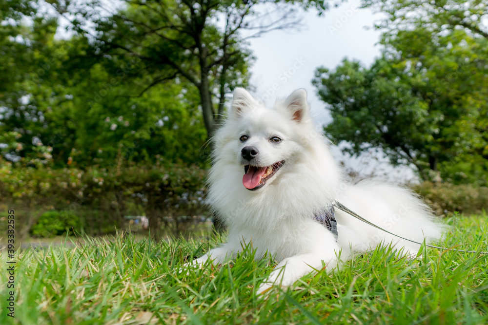 日本スピッツ 白い犬 spitz 小型犬 日本スピッツ 白い犬 spitz 小型犬