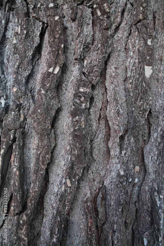 Texture, muri, legno, corteccia, metalli Texture, muri, legno, corteccia, metalli