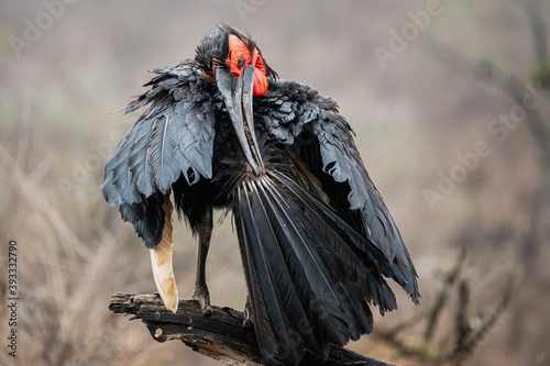 Southern Ground-Hornbill preening his upper wing feathers photo