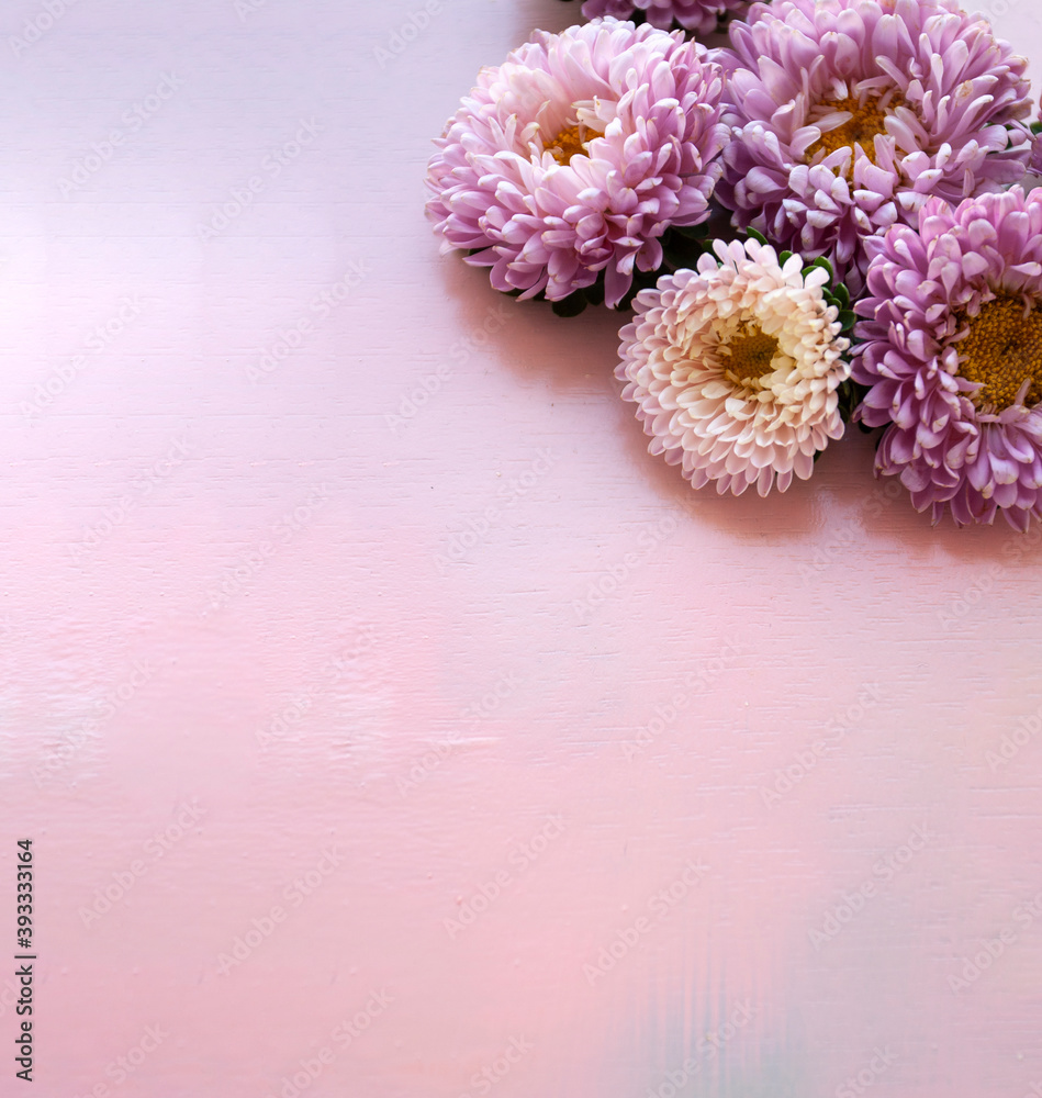 Pink aster flowers lie on a pink wooden background. Place for text.