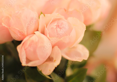 Fototapeta Naklejka Na Ścianę i Meble -  Beautiful tender pink juliet rose flower on the blurred wall background, close up view.