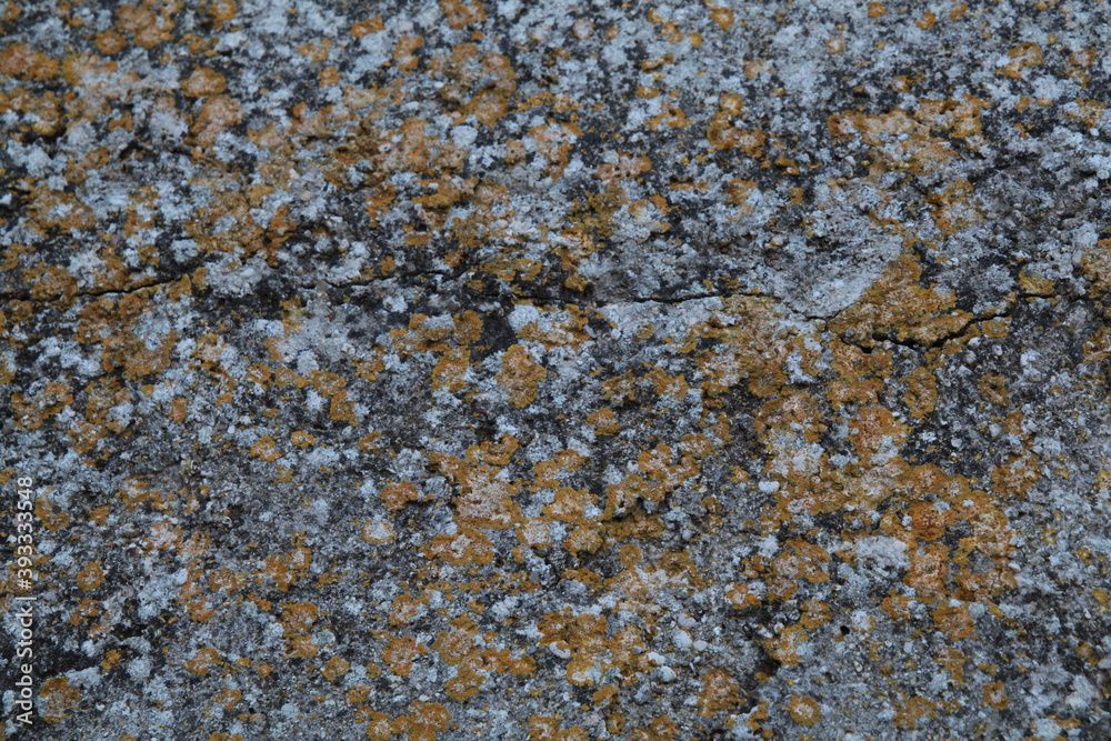Texture, muro, foglie, corteccia, metallo Texture, muro, foglie, corteccia, metallo