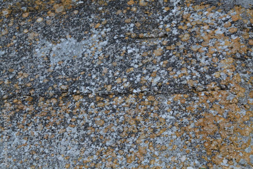 Texture, muro, foglie, corteccia, metallo Texture, muro, foglie, corteccia, metallo
