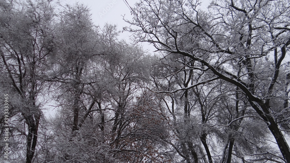 Trees in the park in winter Trees in the park in winter