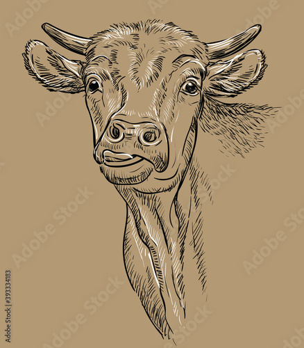 Monochrome head of bull hand drawing illustration