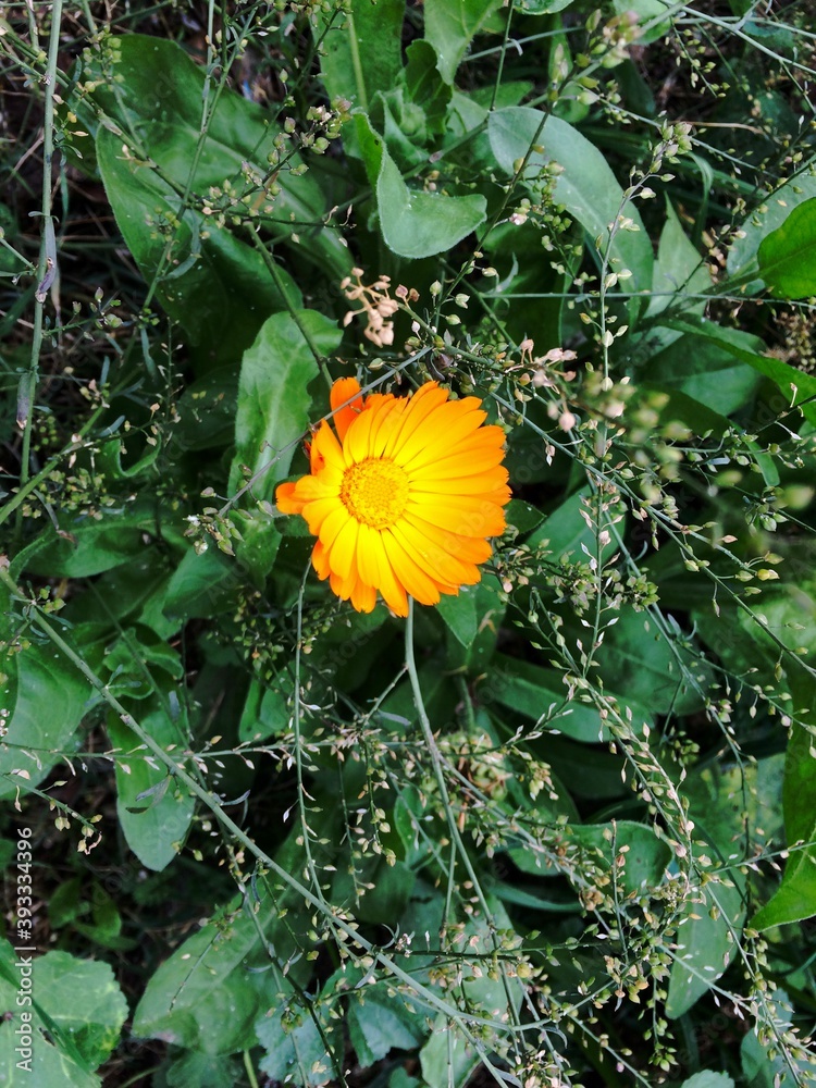 Closeup of a marigold flower, Turkey Closeup of a marigold flower, Turkey