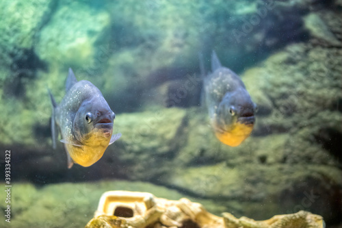 Obraz na plátně School of predatory piranhas in a freshwater aquarium