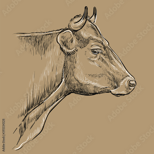 Thoughtful portrait of bull hand drawing illustration brown