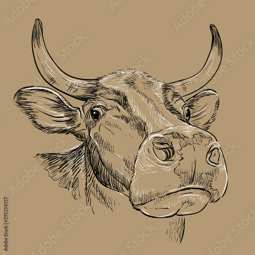Amusing portrait of bull hand drawing illustration brown