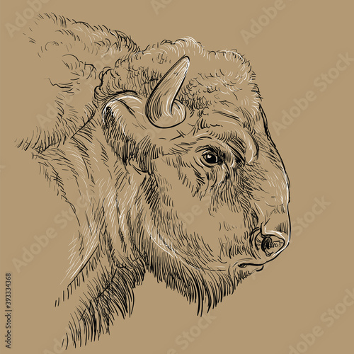 Thoughtful portrait of bison hand drawing illustration brown