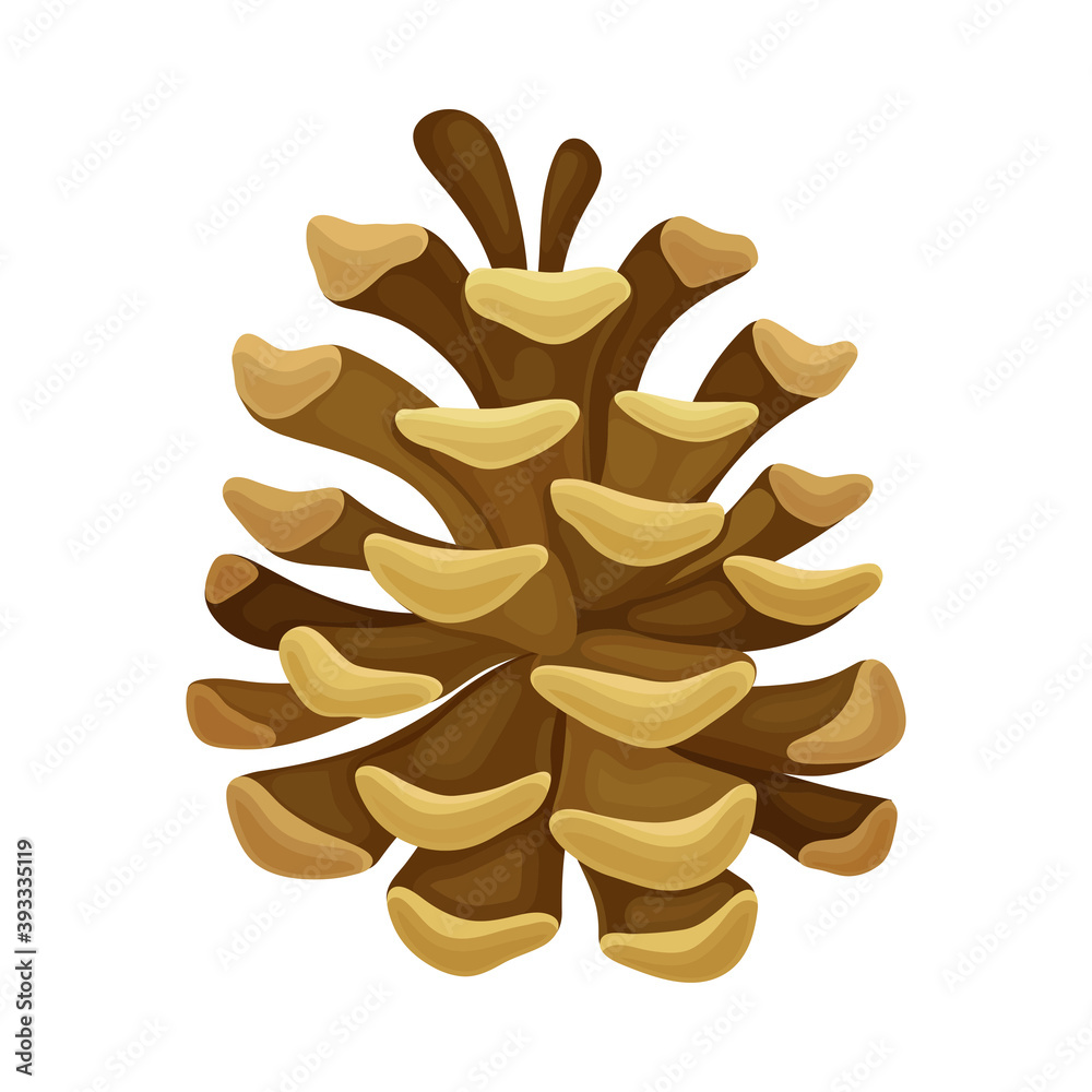 Brown Pine Cone with Spirally Arranged Scales Vector Illustration Brown Pine Cone with Spirally Arranged Scales Vector Illustration