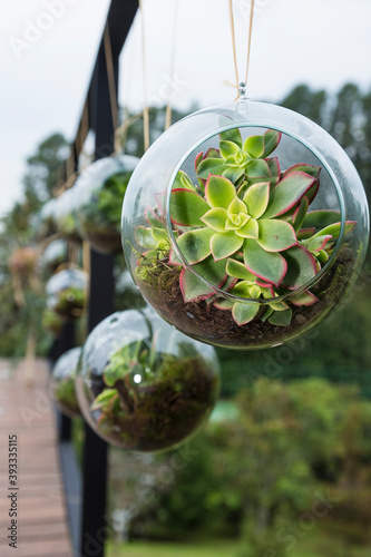Decor; beautiful succulent plants in a glass bubble.