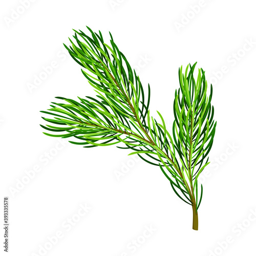 Fluffy Branch of Evergreen Pine Tree with Needle Leaves Vector Illustration