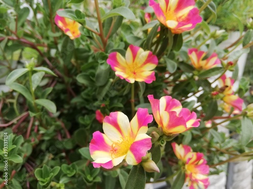 pink and white flowers