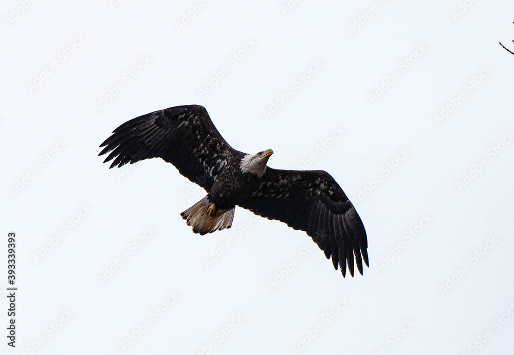 Obraz premium Eagle in flight