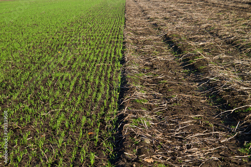 Foto Crop rotation: young winter cereal, sown next to a harvested potato field in aut