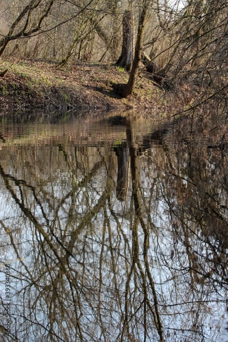 Refleksija drzewa w rzeczce. photo