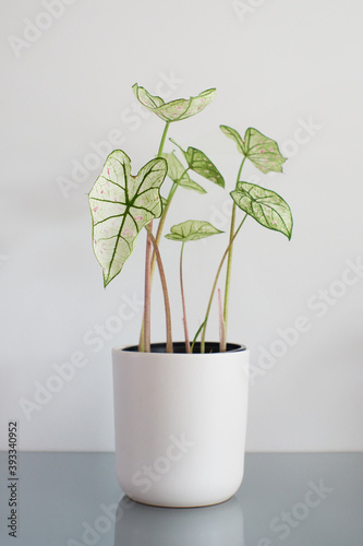 High key and close up of a caladium cranberry star. They have white leafs with pink dots and green veins. photo