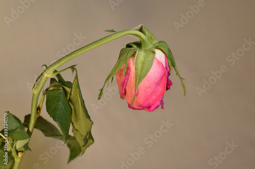 There is a withered rose in the vase photo