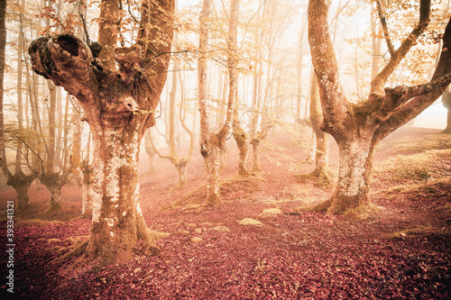 Bosque rojo de hayas con niebla en otoño © Néstor Rodan