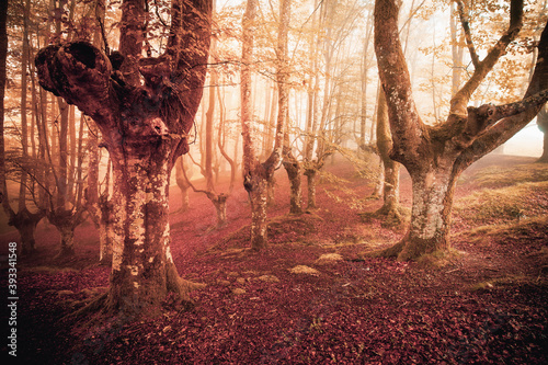 Bosque rojo de hayas con niebla en otoño © Néstor Rodan