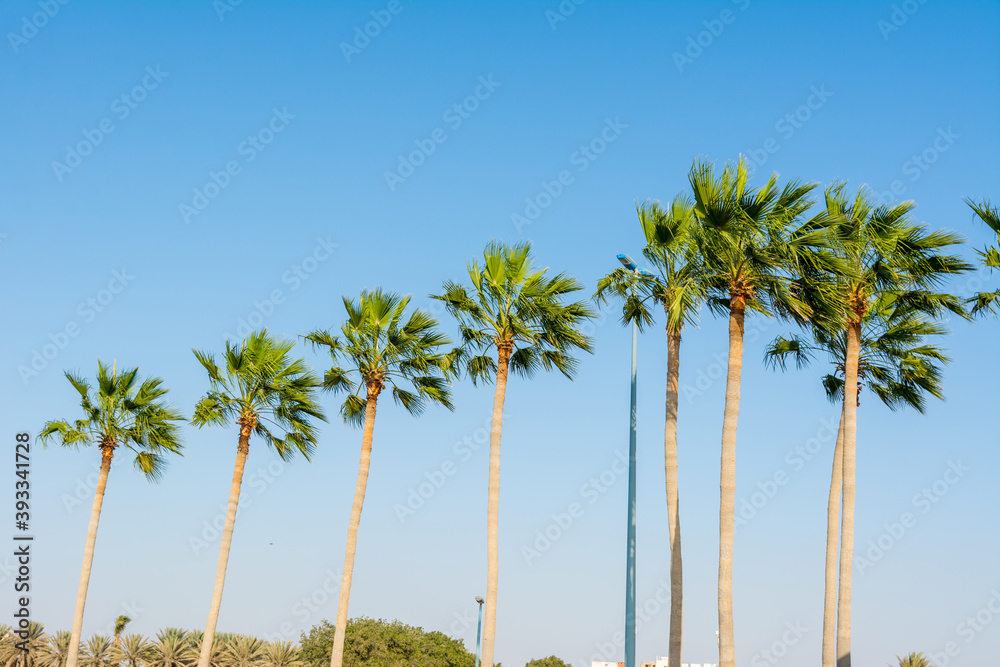 A row of dates palm trees at Jeddah Corniche, 30 km coastal resort area of Jeddah city with coastal road, recreation areas, pavilions and civic sculptures