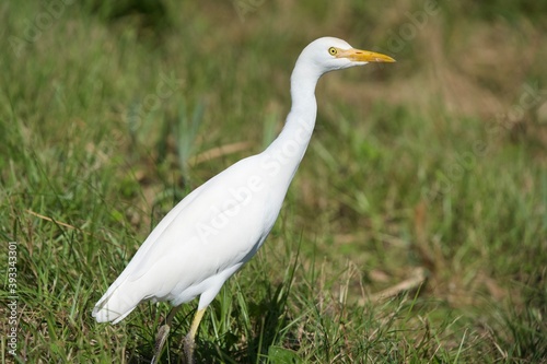 Great Egret