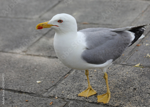 seagull with yellow beak looking for crumbs for the city of Veni