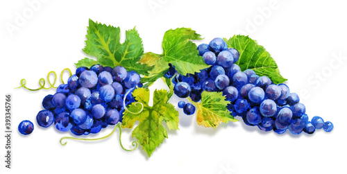 Fototapeta Naklejka Na Ścianę i Meble -  ripe blue grapes painted in watercolor