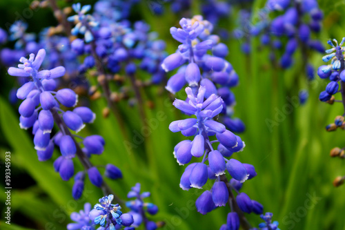 blue flowers in the garden