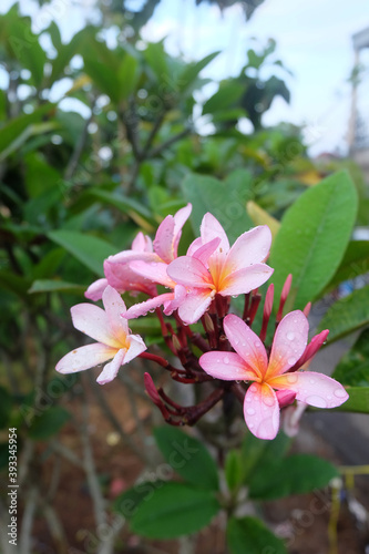 Red frangipani flowers bloom easily after it rains