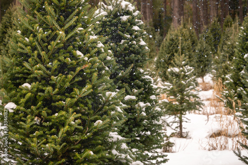 Christmas Tree Farm. Horizontal Holiday landscape Spruce Trees  © Tammi Mild
