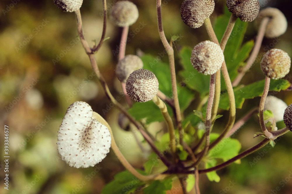 A macro shot of a Japanese anemone seed capsule A macro shot of a Japanese anemone seed capsule