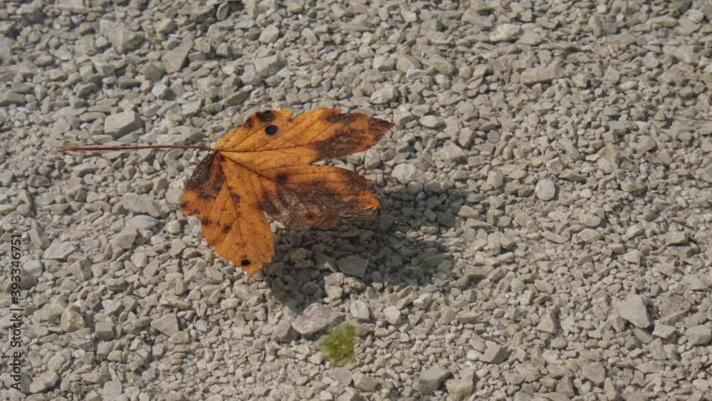 Brown autumn leaf floating in crystal clear water. Closeup view of a surface of a mountain lake and fallen maple leaves. A leaf from a tree fell into the Almsee in Austria. Abstract melancholic video. Brown autumn leaf floating in crystal clear water. Closeup view of a surface of a mountain lake and fallen maple leaves. A leaf from a tree fell into the Almsee in Austria. Abstract melancholic video.