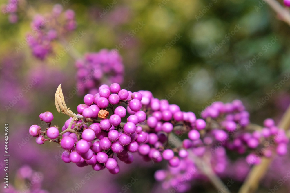 Callicarpa bodinieri,  purple 'Imperial Pearl'  in bloom