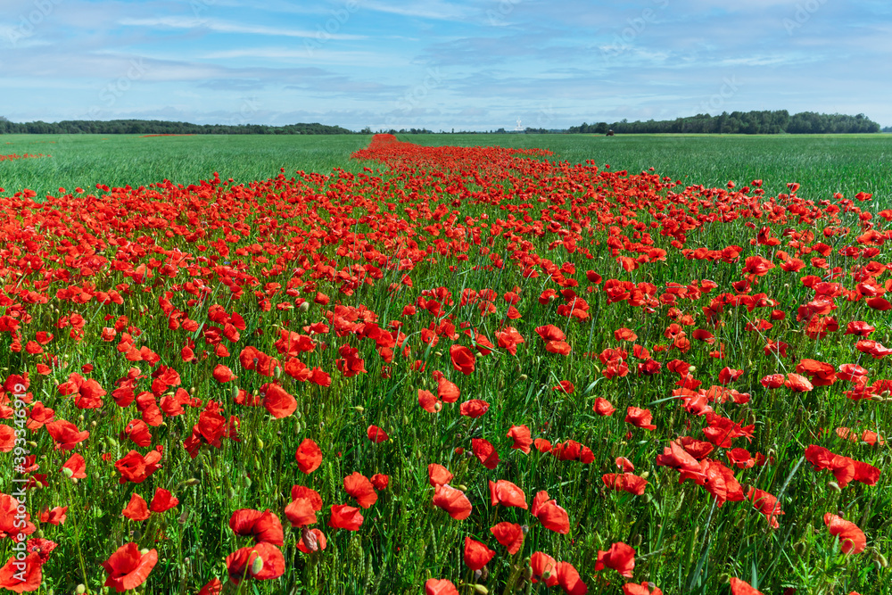 Red poppies on a background of blue sky with the sun. Bright wildflowers and cereal sprouts on a summer day. Latvia