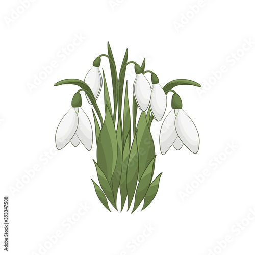 The snowdrops illustration on white background. Spring flowers bouquet