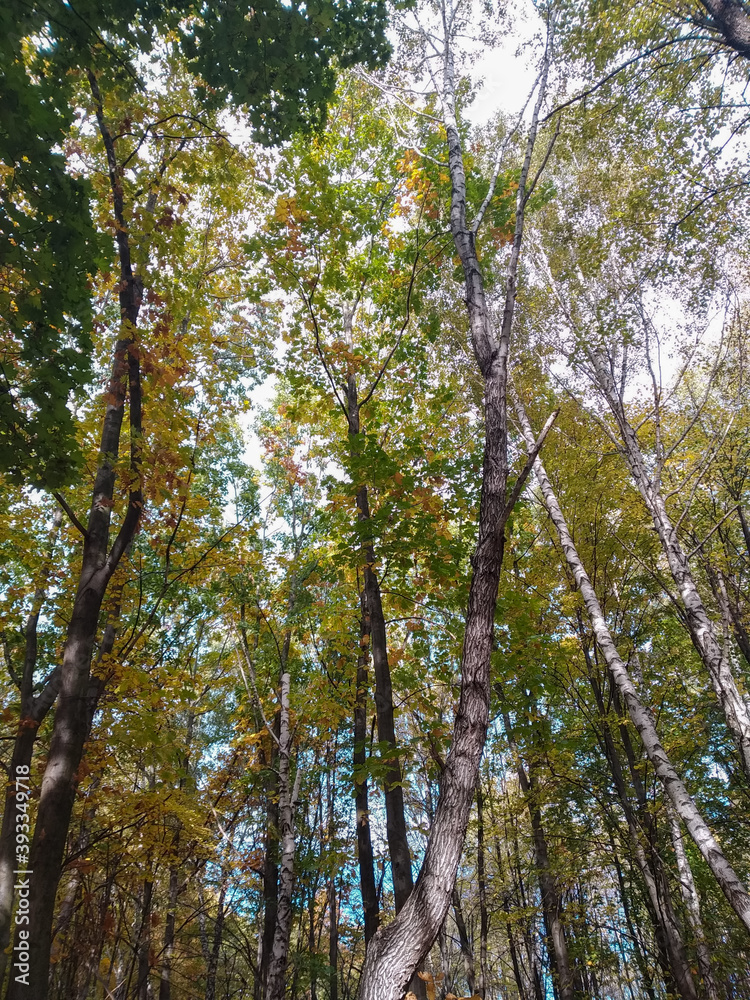 Tall trees. Autumn leaves. Bottom view of the trees. Yellow-green leaves. Autumn time. Background for the screen. Tall trees. Autumn leaves. Bottom view of the trees. Yellow-green leaves. Autumn time. Background for the screen.