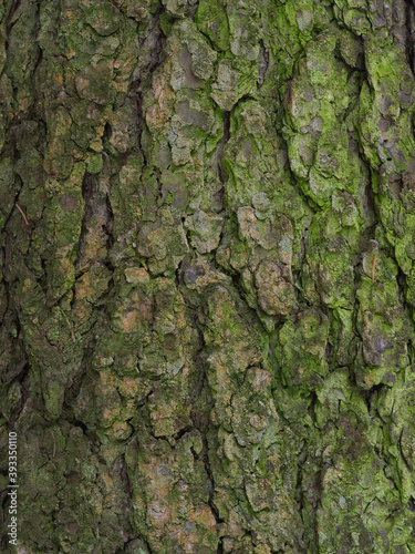real tree bark background covered with green moss, natural real living