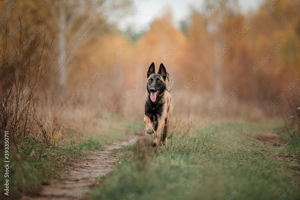 Happy Belgian Shepherd dog Malinois outdoors in autumn