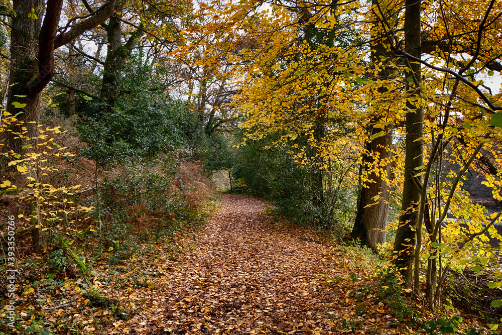 Walk way through a forest in the Autumn