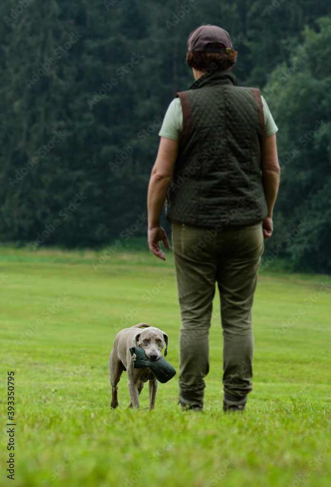 Jagdhund beim Training mit Jägerin Jagdhund beim Training mit Jägerin
